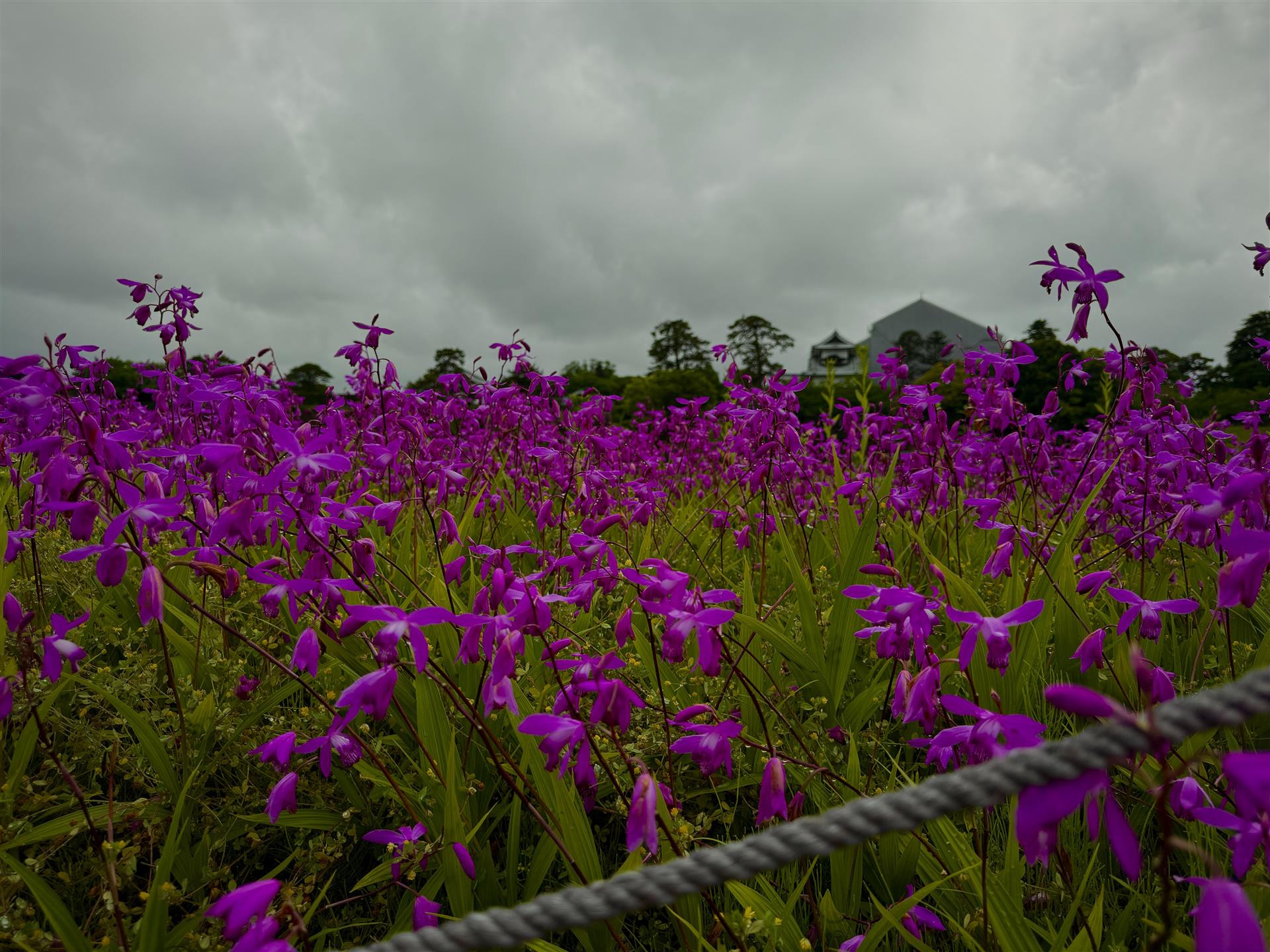 Kanazawa Castle - flower bed