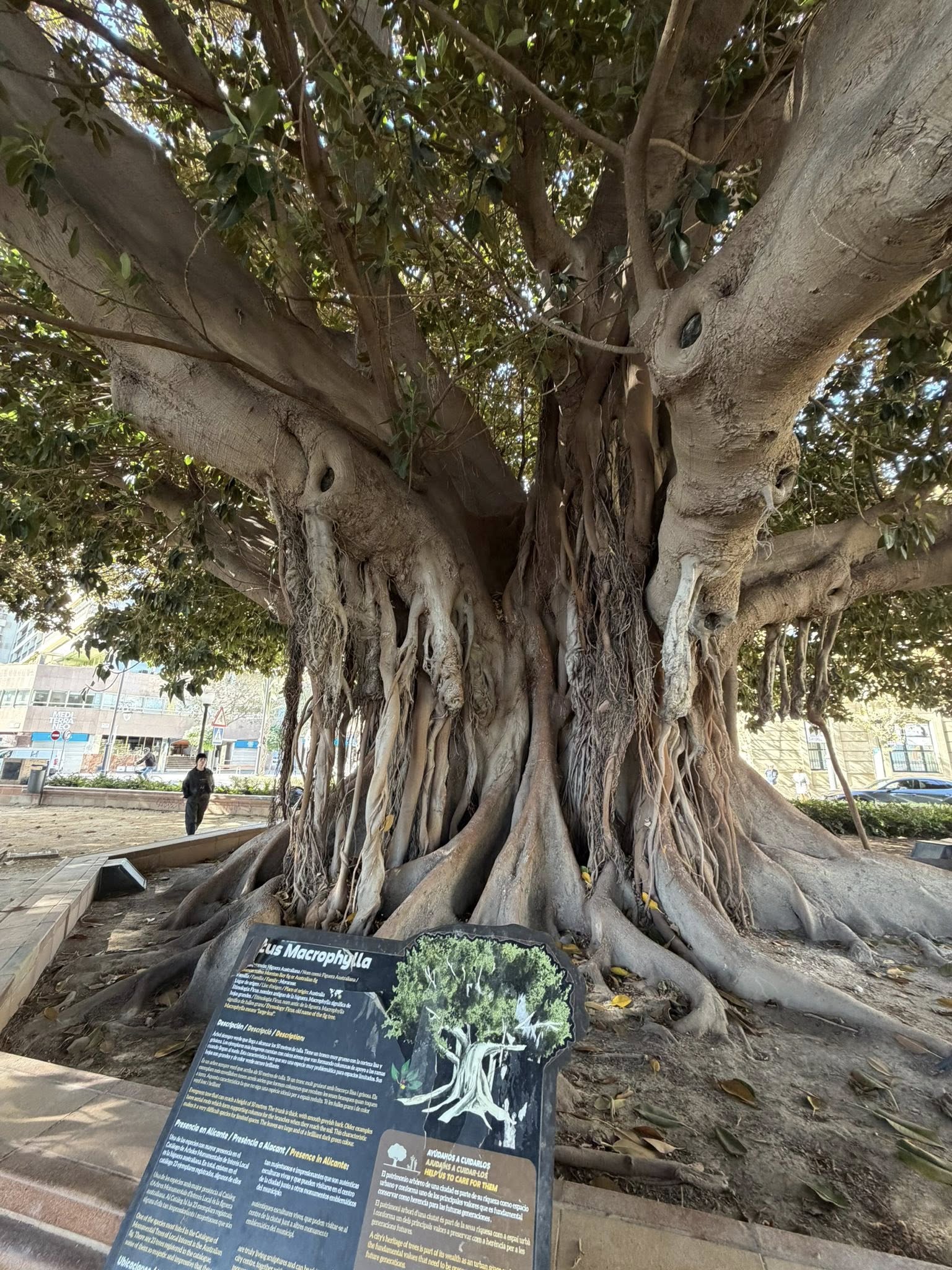 Old tree