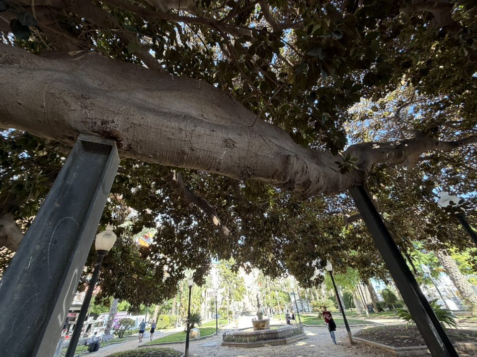 Old tree
